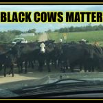 Black Cows Matter | BLACK COWS MATTER | image tagged in black cows matter | made w/ Imgflip meme maker