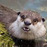Surprised Otter