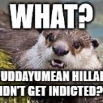 Surprised Otter | WHAT? WUDDAYUMEAN HILLARY DIDN'T GET INDICTED?!!! | image tagged in surprised otter | made w/ Imgflip meme maker