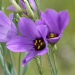 Bluebell purple flowers