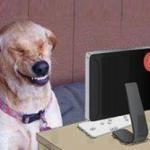 Dog laugh