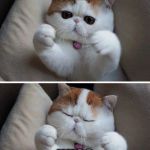 I need hugs cat | I NEED... HUGS | image tagged in i need hugs cat | made w/ Imgflip meme maker