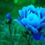 Blue peony flower and bud