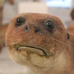 bad taxidermy otter