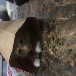 Cat in Chinese food bag meme