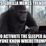 Office Gorilla | BAD NEWS, GORILLA MEMES TRENDING DOWN; TIME TO ACTIVATE THE SLEEPER AGENTS, DOES ANYONE KNOW WHERE TRUMP SLEEPS? | image tagged in office gorilla,memes,trump | made w/ Imgflip meme maker