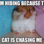 crying hamster | I AM HIDING BECAUSE THE; CAT IS CHASING ME | image tagged in crying hamster | made w/ Imgflip meme maker