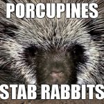 porcupine = stab rabbits | PORCUPINES; STAB RABBITS | image tagged in porcupine | made w/ Imgflip meme maker