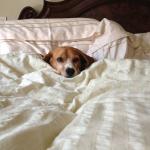 Dog in bed