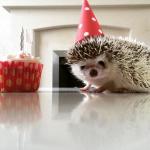 Birthday hedgehog  meme