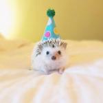 Birthday hedgehog 