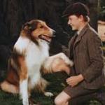 Lassie, x x meme