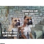Trust between the police an local canine groups is now at an all time low  | Should we call the cops? No bro we don't call the cops. | image tagged in don't worry bro,psa,funny,memes,police | made w/ Imgflip meme maker
