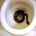 Snake in toilet.