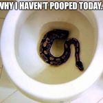 Wrong place for a snake. | WHY I HAVEN'T POOPED TODAY... | image tagged in snake in toilet,snake,snakes,toilet,bathroom | made w/ Imgflip meme maker