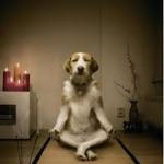 Dog Meditating meme