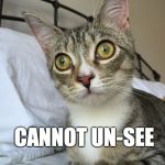 Traumatized Cat | CANNOT UN-SEE | image tagged in traumatized cat | made w/ Imgflip meme maker
