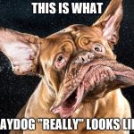 Raydog | THIS IS WHAT; RAYDOG "REALLY" LOOKS LIKE | image tagged in raydog | made w/ Imgflip meme maker