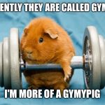 When the gym's your thing but you don't quite get it ...  | APPARENTLY THEY ARE CALLED GYM RATS; I'M MORE OF A GYMYPIG | image tagged in gym,gymlife,guinea pig,funny,cute | made w/ Imgflip meme maker
