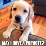 Puppy dog eyes | MAY I HAVE A PUPVOTE? | image tagged in puppy dog eyes | made w/ Imgflip meme maker