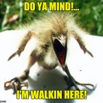 Unpleasant Bird. | DO YA MIND!... I'M WALKIN HERE! | image tagged in angry bird,sewmyeyesshut,funny memes,zippity do da | made w/ Imgflip meme maker