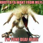 Unpleasant Bird | WHUTTA YA WANT FROM ME?!... I'M TONE DEAF HERE! | image tagged in angry bird,sewmyeyesshut,funny memes,zippidy yeay | made w/ Imgflip meme maker