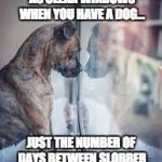 No clean windows | THERE'S NO SUCH THING AS CLEAN WINDOWS WHEN YOU HAVE A DOG... JUST THE NUMBER OF DAYS BETWEEN SLOBBER AND NOSE PRINT REMOVAL | image tagged in dog looking out window,slobber,nose print | made w/ Imgflip meme maker