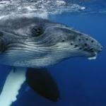 Skeptical Humpback Whale