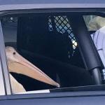 Pelican in Car
