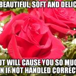 Roses | I'M BEAUTIFUL, SOFT AND DELICATE; BUT WILL CAUSE YOU SO MUCH PAIN IF NOT HANDLED CORRECTLY. | image tagged in roses | made w/ Imgflip meme maker