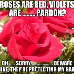 Roses | ROSES ARE RED, VIOLETS ARE ......... PARDON? OH ..... SORRY ................... BEWARE OF MINE, THEY'RE PROTECTING MY GARDEN. | image tagged in roses | made w/ Imgflip meme maker
