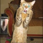Scaredy Cat | WHAT WHAT WHAT; DID I JUST TOUCH?! | image tagged in scaredy cat,funny,cats,memes | made w/ Imgflip meme maker
