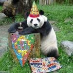 Birthday panda 