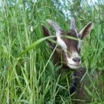 Goat in tall grass