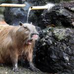 Capybara showering