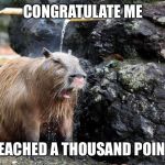 This is one of my first original templates, and I just reached a thousand points.  Party at page 11! | CONGRATULATE ME; I REACHED A THOUSAND POINTS | image tagged in capybara showering,dank,congratulations,party,page 9 | made w/ Imgflip meme maker