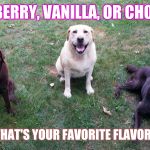 Strawberry, vanilla, or chocolate?  | STRAWBERRY, VANILLA, OR CHOCOLATE; WHAT'S YOUR FAVORITE FLAVOR? | image tagged in labs,flavor,chuckie the chocolate lab,funny memes,team chuckie,chocolate | made w/ Imgflip meme maker
