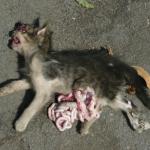 a dead cat