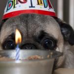 Pug birthday week