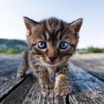 Cute Cat