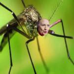 hillary mosquito