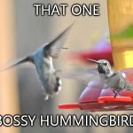 Hummingbird | THAT ONE; BOSSY HUMMINGBIRD | image tagged in hummingbird | made w/ Imgflip meme maker