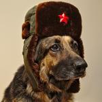 Soviet Dog meme