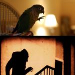 Scary conure | WHEN YOUR CONURE; WATCHES TOO MANY SCARY MOVIES | image tagged in scary conure | made w/ Imgflip meme maker