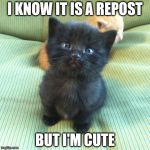 When you repost a meme on IMGFLIP | I KNOW IT IS A REPOST; BUT I'M CUTE | image tagged in funny,memes,funny memes,cats,cute cat,repost | made w/ Imgflip meme maker