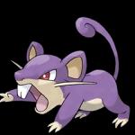 rattata