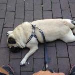 Tired Pug