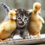 ducks and cat