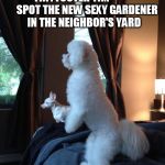 FLUFFYBOTTOM BRUNO AND TINYTOOTER TIM                SPOT THE NEW SEXY GARDENER   IN THE NEIGHBOR'S YARD | image tagged in cute puppies,puppies,chihuahua,poodle,gay,homosexual | made w/ Imgflip meme maker