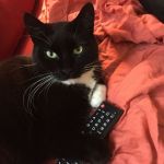 Remote Cat | WHICH BUTTON; MAKES THE CAT FOOD | image tagged in remote cat | made w/ Imgflip meme maker